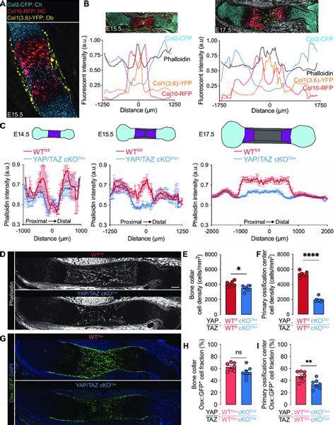 Yap Taz Mediate Osteoblast Precursor Localization And Cytoskeletal