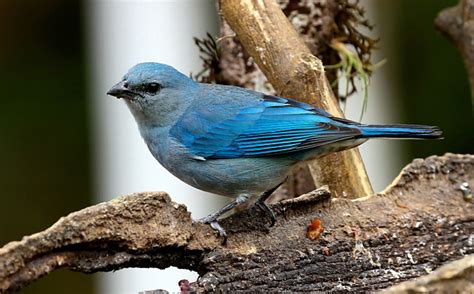 Foto Sanha O De Encontro Azul Thraupis Cyanoptera Por Andr Mendon A