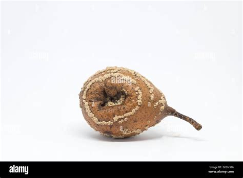 Rotten Pear Affected With Moniliosis Mold Mildew On The Pear Fruit