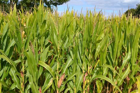 Cornfield Field Agriculture Free Photo On Pixabay Pixabay