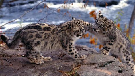 Snow leopard cubs wallpaper - backiee