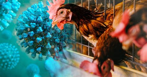 Avian Influenza In Poultry Protecting Your Flock From Bird Flu