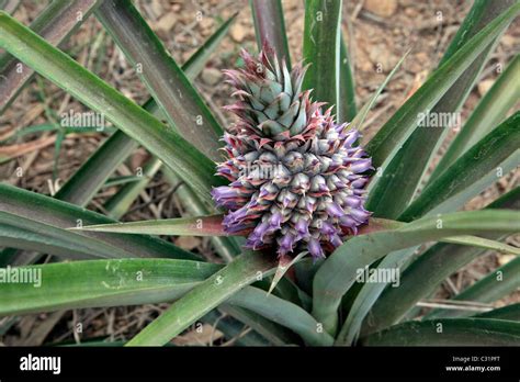 Flowering Pineapple Plants Farming In The Region Of Ben Saphan