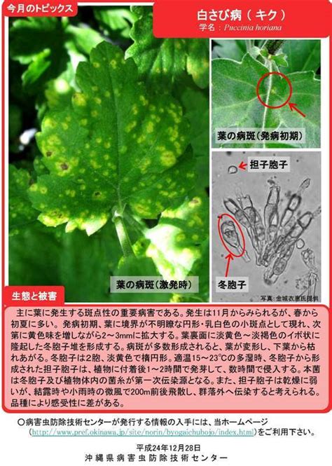 白さび病（キク） 平成24年度1月の病害虫トピックス｜沖縄県公式ホームページ