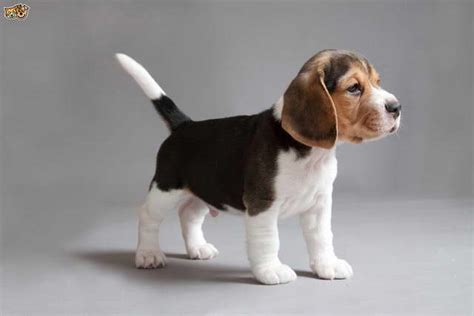 Dog Breed Beagle