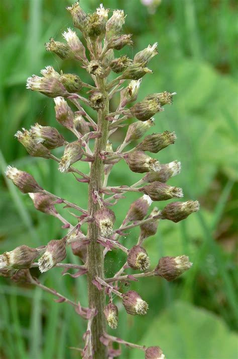 Gewöhnliche Pestwurz Petasites hybridus 2 Gewöhnliche Flickr