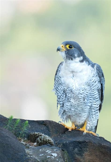 Peregrine Falcon Birds-(Males/Females) - Exotic Global Parrots Farm