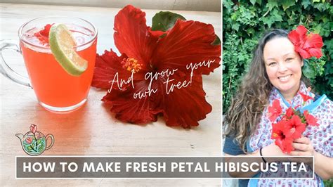 How To Make Tea From Dried Hibiscus Flowers At Paul Aubrey Blog