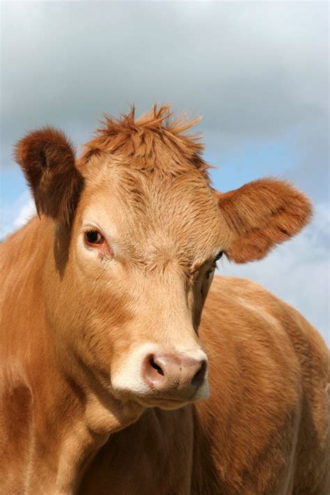 Brown Cow Stock Image Image Of Mammal Hair White Agricultural 294651