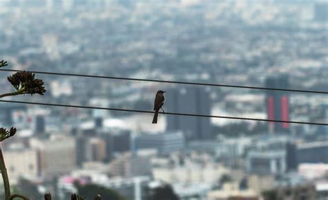 Why Can Birds Sit Safely on Power Lines? | Energized by Edison