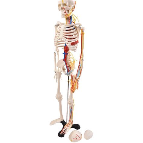 Buy Human Anatomy Skeleton 85 Cm Anatomy Human Skeleton With Nerves