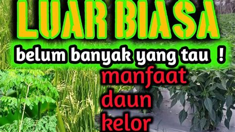 Belum Banyak Yang Tau Pengganti Pupuk UREA Tanpa Mengeluarkan Modal