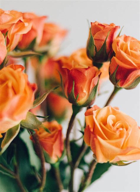 orange color rose meaning