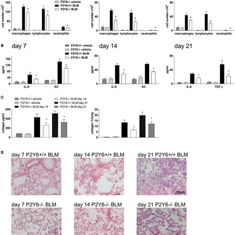 P Y R In Bleomycin Induced Pulmonary Fibrosis P Y R Deficient Or