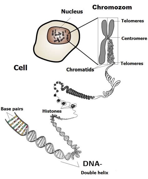 Prothrombin Mutation | Thrombophiliac