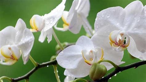 Florida Orchids - Florida Smart