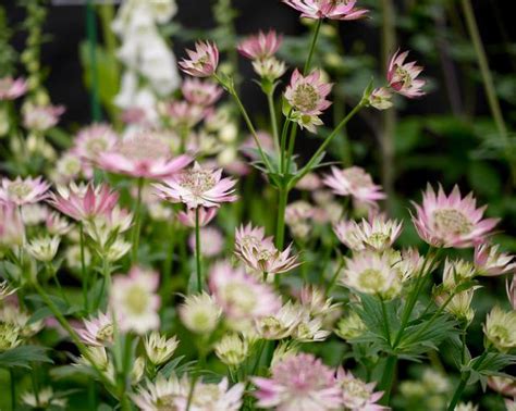 Astrantia Rosa Lee Mount Venus Nursery