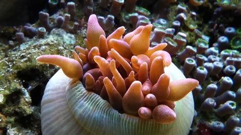 What Is Feed Behavior Of Anemones