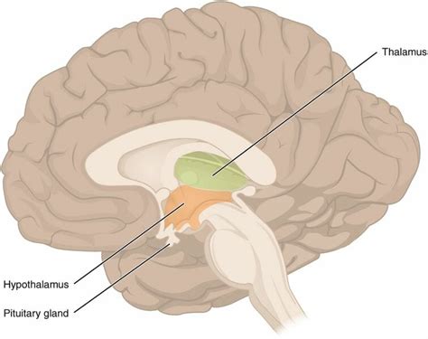 How Does The Endocrine System Maintain Homeostasis Biology Dictionary