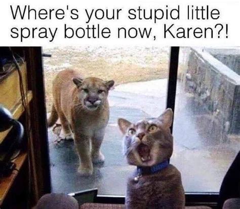 Cat Spray Bottle Meme Payments Cyberzine Photo Galleries