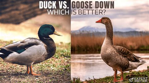 Duck Down Vs. Goose Down: Everything You Need To Know ⋆ Expert World Travel