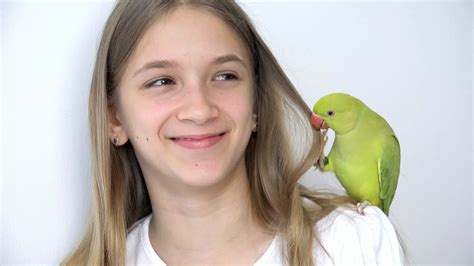 The Indian Ringneck Parrot A Colorful And Intelligent Pet Bird Viparrot