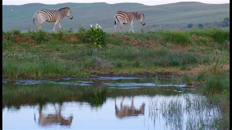 Beautiful Wild Animals Pure Magic Beauty Of Nature High Spirits