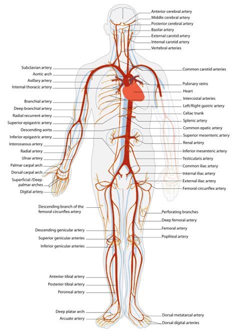 Arterial System