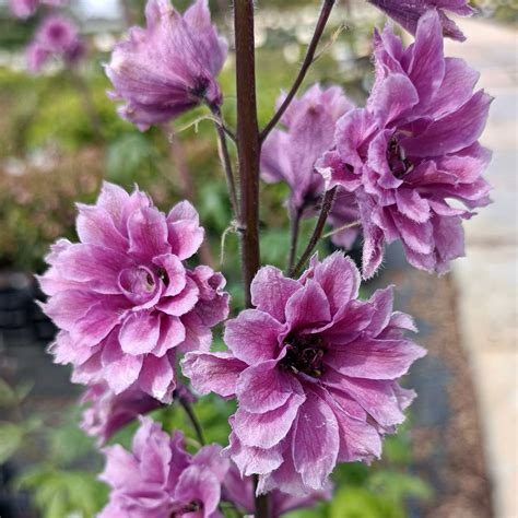 Delphinium Elatum Highlander Flamenco Pied D Alouette Vivace Aux