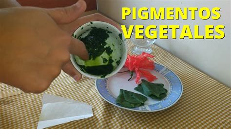 Experimento extracción de pigmentos vegetales y cromatografía YouTube