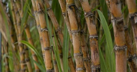 Cana De A Car Tudo Sobre O Cultivo E As Utilidades S O Jo O Alimentos