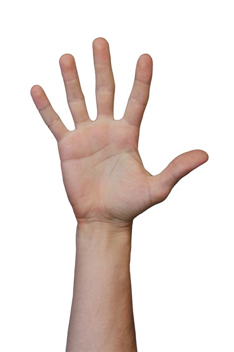 Human Hands Palm Gestures Realistic Transparent Images 19080871 Png