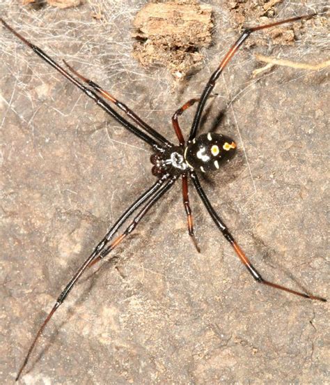 Michigan Spiders Northern Black Widow Spider Male Black Widow