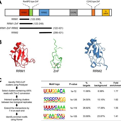 The RNA Binding Domains Of RBM10 And Determined Binding Motifs A