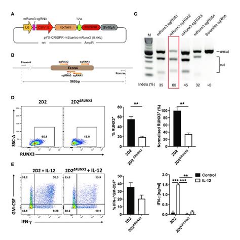 Thgm Cells Require Runx For Their Plasticity Toward Th Like