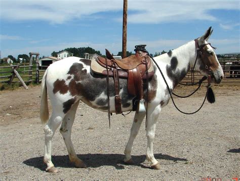 Spotted mule | Horses, Beautiful horses, Horse breeds