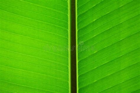 Green Banana Leaf Background. Stock Photo - Image of banana, nature: 136359582