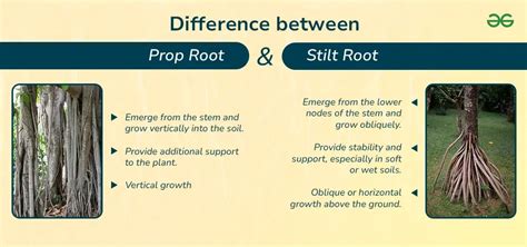 Difference Between Prop Root And Stilt Root Geeksforgeeks