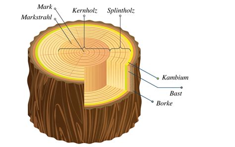 Baumwissen Spon Holz