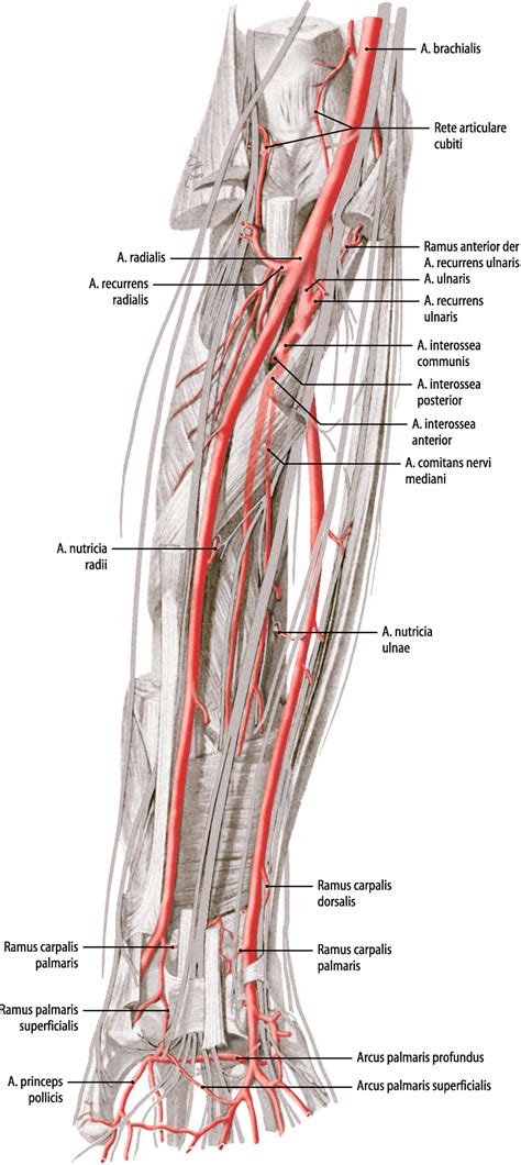 Anatomie Der Gef E Obere Extremit T Springerlink