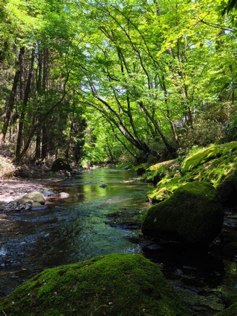 Free Images Nature Forest Waterfall Creek Wilderness Leaf River