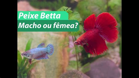 Como Saber Se o Peixe Betta é Macho ou Fêmea DESCUBRA YouTube