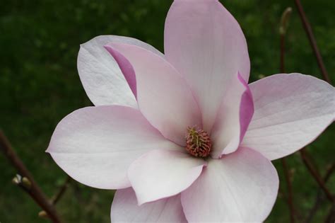 Carol Steel: Saucer Magnolia Tree