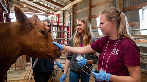 Pre Veterinary Medicine Uw Platteville