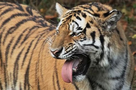 9 Fakta Harimau Terunik Urinenya Bau Berondong