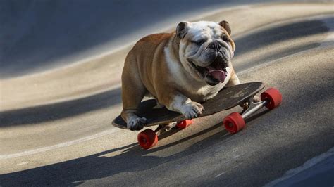 George The Skateboarding Dog Youtube