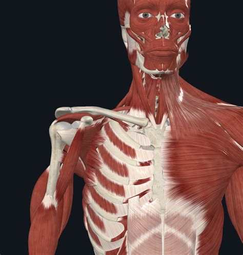 Aha Muscles That Move The Arm Diagram Quizlet