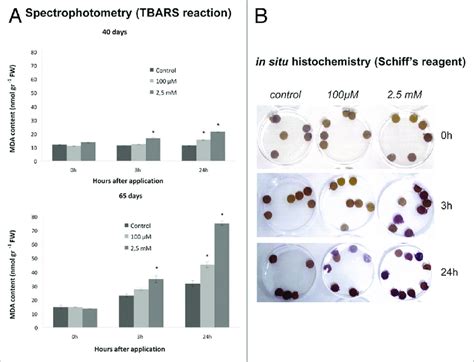 Effect Of SNP Application On Cellular Damage As Indicated By Lipid