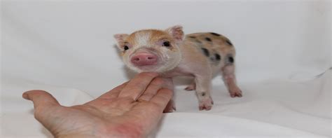 Charming Mini Pigs Breeders Of American Mini Pigs