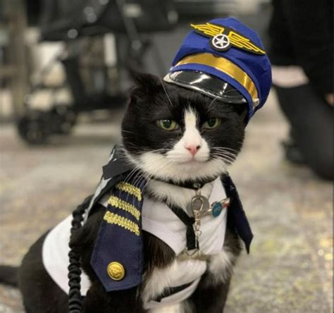 Qual Destes Animais Não Pode Voar Tentilhão Calamar Forneiro Mutum